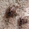 Theridion sp.